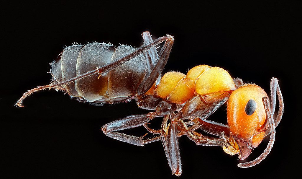Ant Control service in Warwick, RI