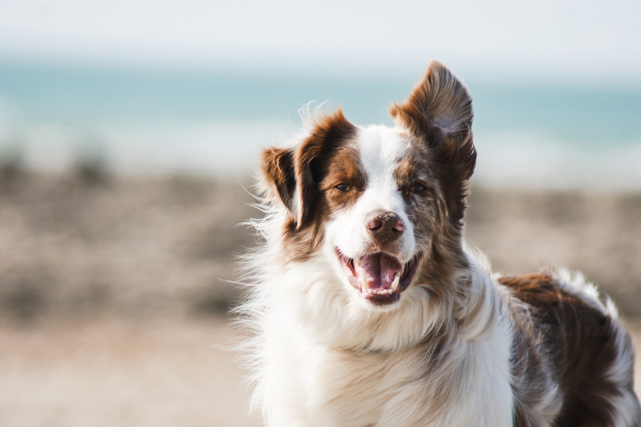 Flea & Tick Control service in Warwick, RI