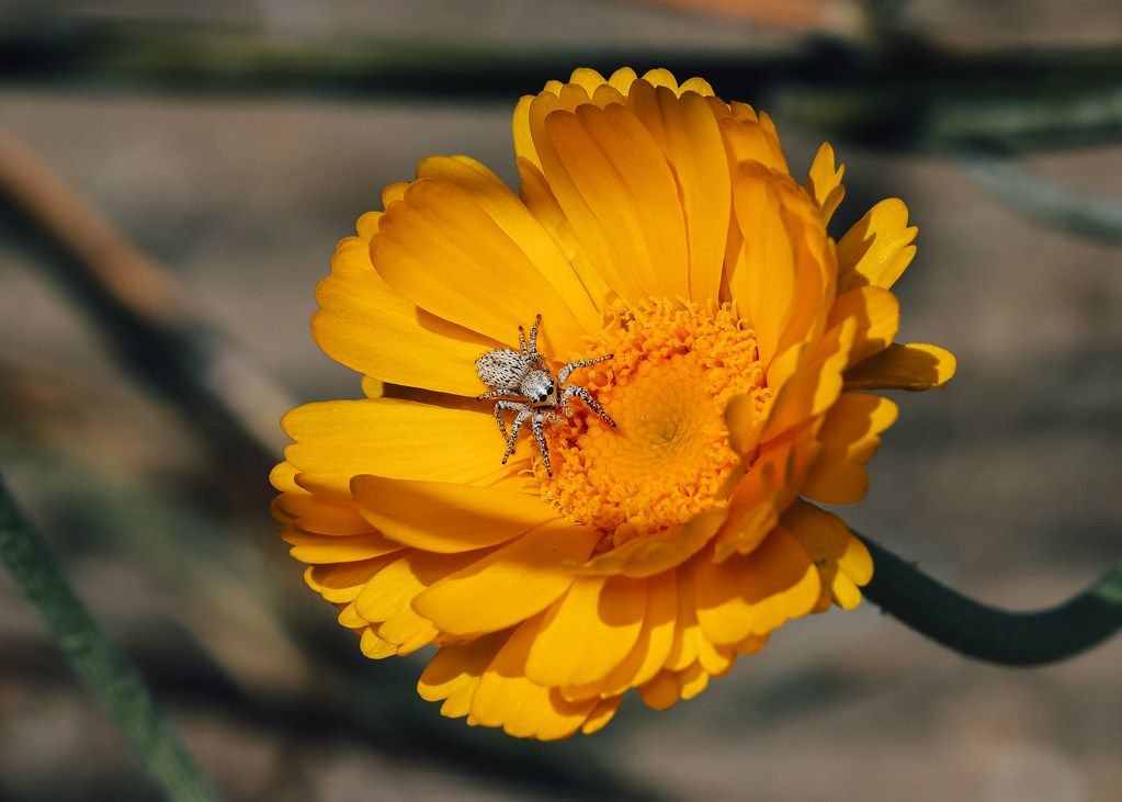 Spider Control service in Warwick, RI